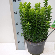Euonymus jap. 'Green Rocket' 10-15 cm C1.5