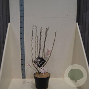 Magnolia st. 'Rosea' 80-100 cm 10L meerstammig