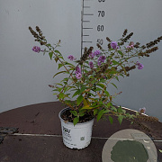 Buddleja 'Blue Chip' GM C3