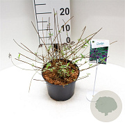 Buddleja d. 'Nanho Purple' 40-50 cm 3,0L