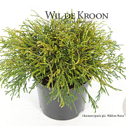 Chamaecyparis p. 'Filifera Nana' 20-25 cm 2,0L