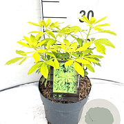 Choisya ternata 'Brica' 20-30 cm 2,0L