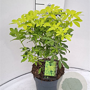 Choisya ternata 'Brica' 30-40 cm 5,0L