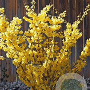Forsythia int. Minigold 30-40 cm 2,0L