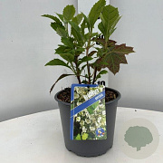 Hydrangea quercifolia GM C3