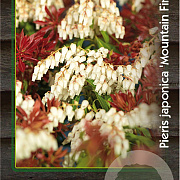 Pieris jap. 'Mountain Fire' 30-40 cm 5,0L