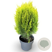 Platycladus or. 'Aurea Nana' 30-40 cm 5,0L