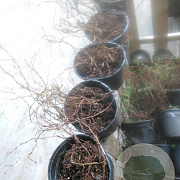 Potentilla f. 'Kobold' 20-30 cm 2,0L