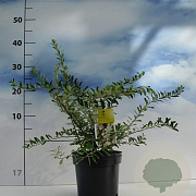 Spiraea nipp. 'Snowmound' 30-40 cm 2,0L