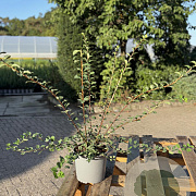 Spiraea nipp. 'Snowmound' 30-40 cm 2,0L