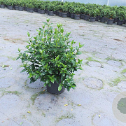 Viburnum tinus GM 10L