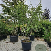 Amelanchier lamarckii 175-200 cm cont. 80L meerstammig