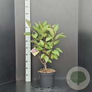 Hydrangea pan. Pinky Winky 50-60 cm 7,5L