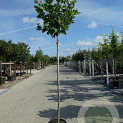Acer plat. 'Globosum' 18-20 HO container 220 cm stam