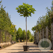 Catalpa bignonioides 'Nana' 25-30 HO container 220 cm stam