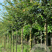 Acer campestre 12-14 HO draadkluit