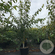 Acer davidii Viper 10-12 HO container
