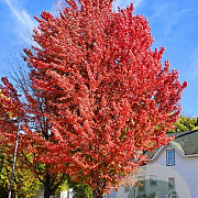 Acer freemanii Celebration 10-12 HO container