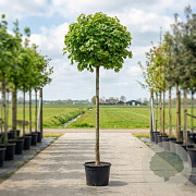 Acer plat. 'Globosum' 8-10 HO container 220 cm stam