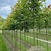 Acer platanoides 8-10 HO draadkluit