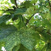 Acer pseud. 'Leopoldii' 6-8 HO draadkluit