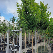 Acer rubrum 'Brandywine' 12-14 HO container