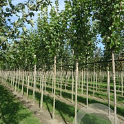 Acer rubrum 'October Glory' 8-10 HO draadkluit
