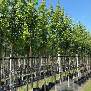 Acer rubrum 'Scanlon' 12-14 HO container