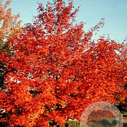 Acer 'Warrenred' 16-18 HO draadkluit