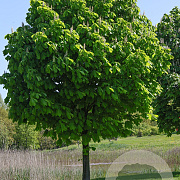 Aesculus turbinata 12-14 HO draadkluit