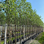 Alnus glutinosa 12-14 HO container