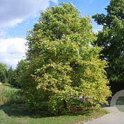 Alnus incana 'Aurea' 8-10 HO draadkluit