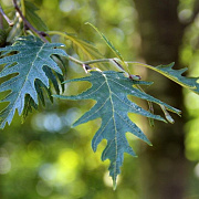 Alnus incana 'Laciniata' 10-12 HO container geveerd