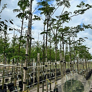 Albizia julibrissin 10-12 HO container