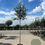 Amelanchier arborea 'Robin Hill' 6-8 HO container