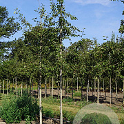 Amelanchier 'Ballerina' 6-8 HO container