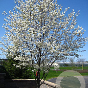 Amelanchier can. 'Glennform' 12-14 HO container
