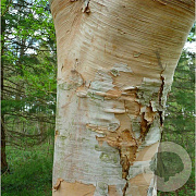 Betula ermanii 'Hakkoda Orange' 12-14 HO draadkluit