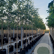 Betula pendula 8-10 HO container