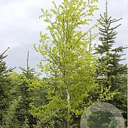 Betula pendula 'Schneverdinger Goldbirke' 12-14 HO draadkluit