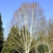 Betula utilis 'Doorenbos' 10-12 HO container geveerd