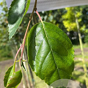 Betula utilis 'Doorenbos' 8-10 HO draadkluit