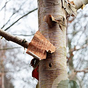 Betula utilis 'Forrest's Blush' 12-14 HO draadkluit