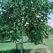 Betula utilis 'Moonbeam' 8-10 HO draadkluit