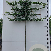 Carpinus betulus 12-14 HO container 200 cm stam 150x120 scherm