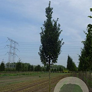 Carpinus bet. 'Lucas' 10-12 HO draadkluit