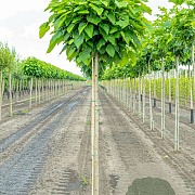 Catalpa bignonioides 'Nana' 14-16 HO draadkluit 220 cm stam