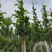 Carpinus bet. Rockhampton Red 12-14 HO container