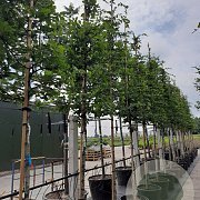 Carpinus bet. Rockhampton Red 14-16 HO container