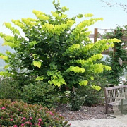 Celtis choseniana 12-14 HO container